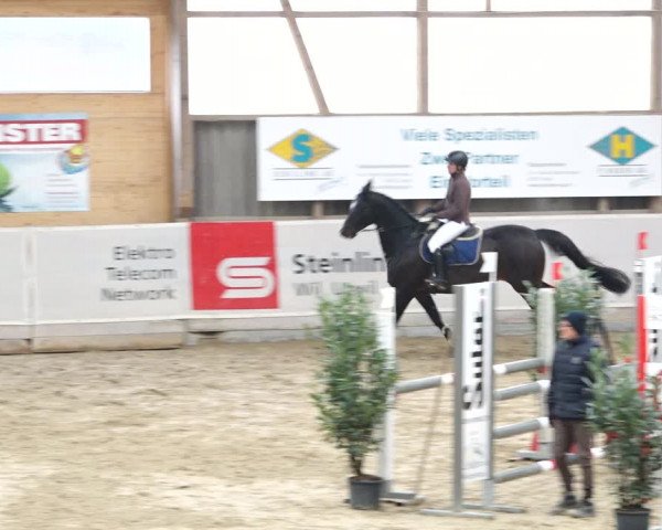 Reitturnier Henau 2019