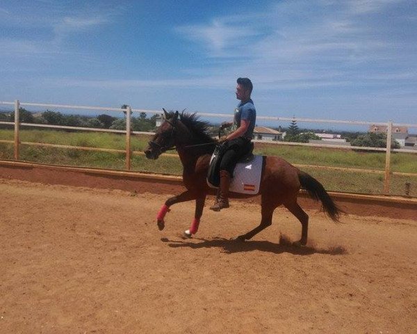 broodmare Nancy (Andalusians/horse of pure Spanish race, 2003, from Nibelungenheld)
