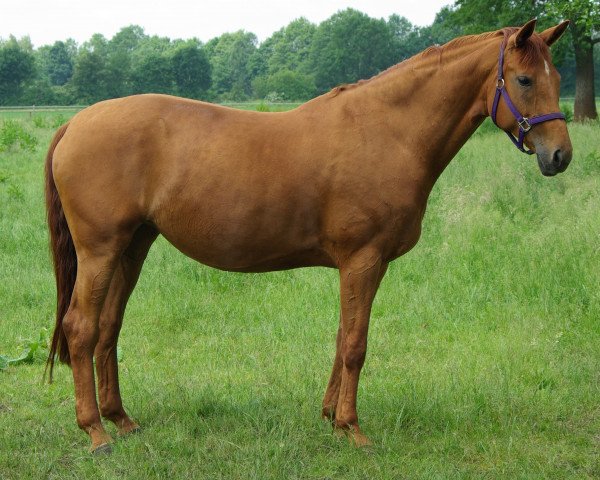 broodmare Remember me 69 (Hanoverian, 2007, from Royal Blend)