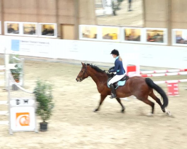 Reitturnier Henau 2019