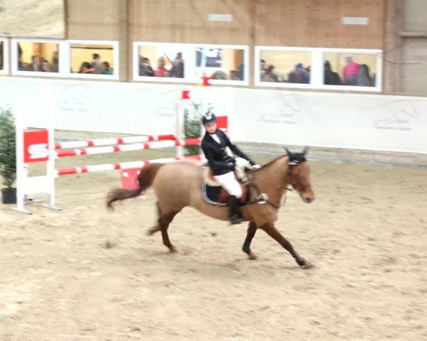 Reitturnier Henau 2019