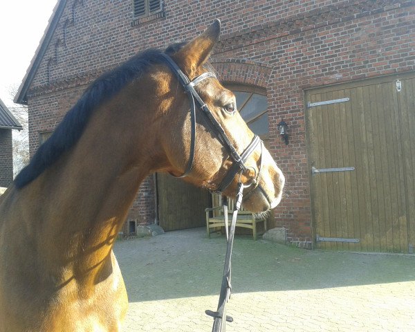 Pferd Rocco Royal HS (Westfale, 2010, von Rohniro)