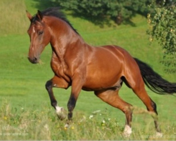 jumper Cardino 15 (Holsteiner, 2004, from Cardino)