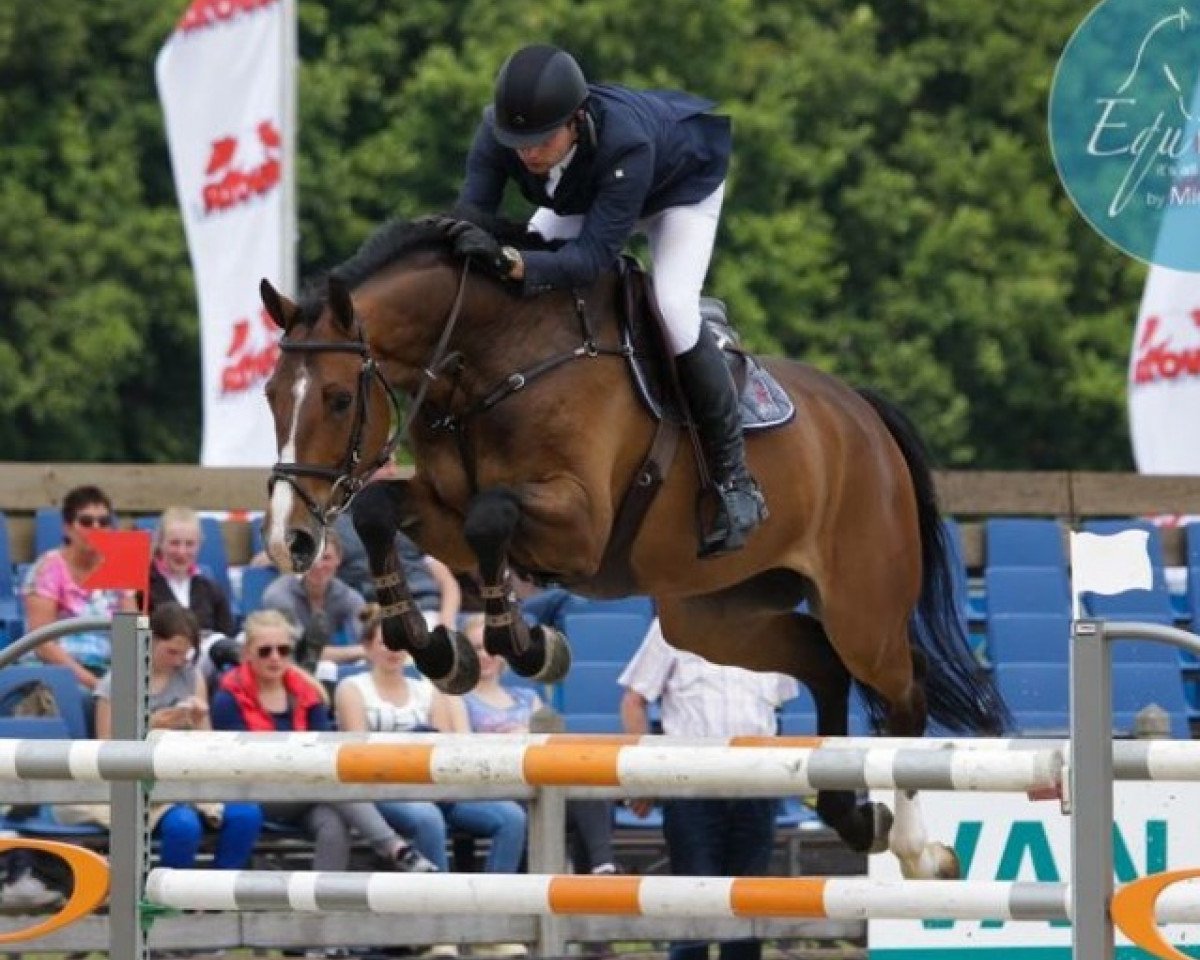 jumper Easy Again (KWPN (Royal Dutch Sporthorse), 2009, from Arezzo)