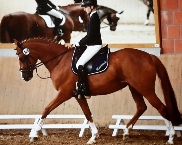 dressage horse Harmony 29 (Little German Riding Horse, 2003, from Henryk) dressage horse Harmony 29 (Little German Riding Horse, 2003, from Henryk)