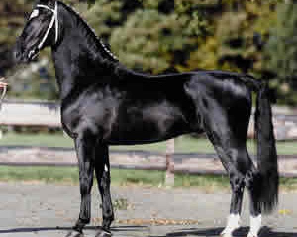 stallion Roy M (KWPN (Royal Dutch Sporthorse), 1998, from Larix)