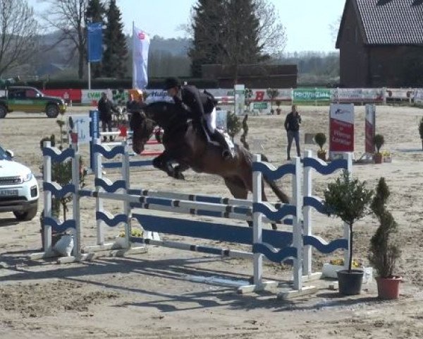 jumper Calensky 2 (Oldenburg show jumper, 2011, from Corlensky G II)