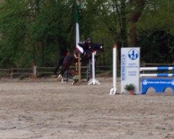 jumper Quentin 94 (Oldenburg show jumper, 2008, from Quintender 2)