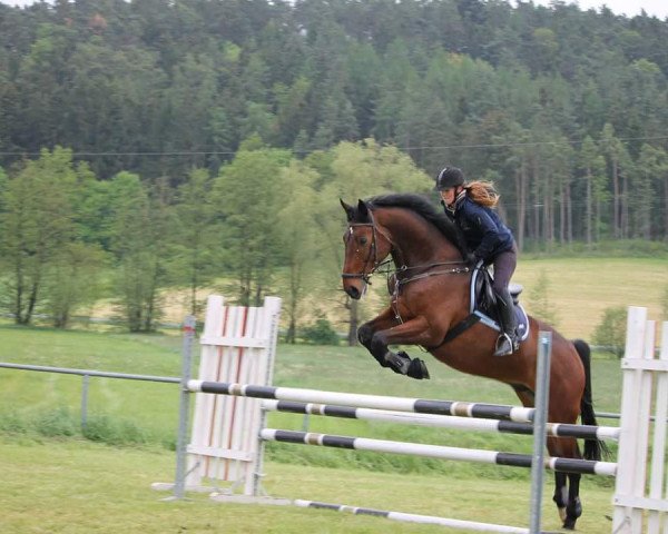 Springpferd Caruso 515 (Hannoveraner, 2008, von Cashman) Springpferd Caruso 515 (Hannoveraner, 2008, von Cashman)