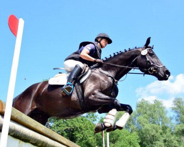 Zuchtstute Hin Und Weg 2 (Trakehner, 2011, von Abendtanz)
