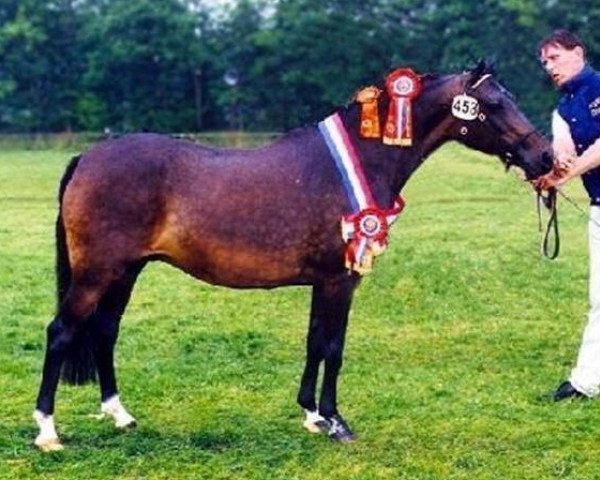 Zuchtstute Oosterbroek Abba (New-Forest-Pony, 1983, von Robijn) Zuchtstute Oosterbroek Abba (New-Forest-Pony, 1983, von Robijn)
