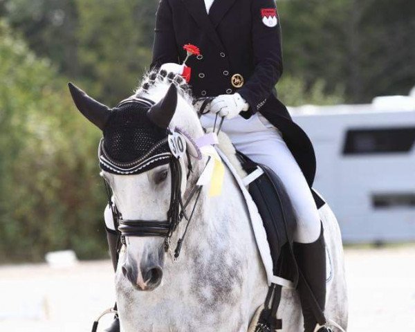 Dressurpferd San Salvador F (Hannoveraner, 2007, von Samarant)