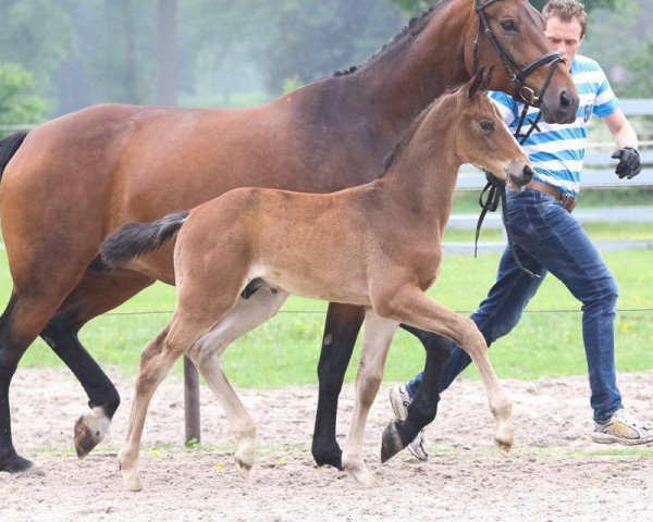 horse DeLay (Oldenburg, 2016, from DeLorean)