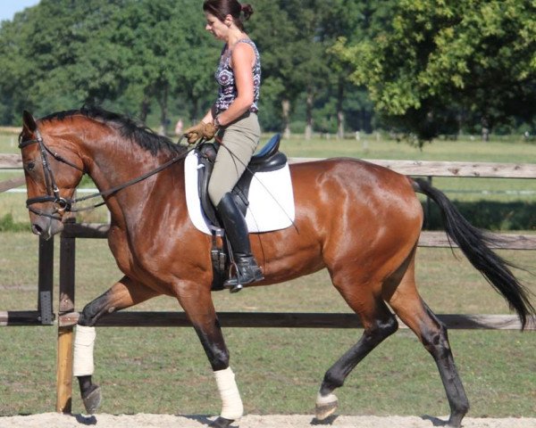 broodmare Kara (Oldenburg, 2007, from Sungold 2)