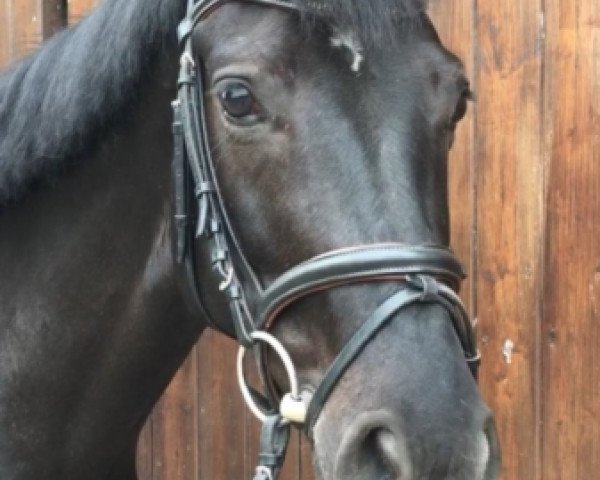 jumper Miss Germany 19 (Hanoverian, 2008, from Germany)