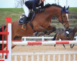 jumper Crash 20 (Austrian Warmblood, 2007, from Casinos)