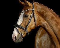 dressage horse First Fido (Hanoverian, 2009, from Fürst Nymphenburg)