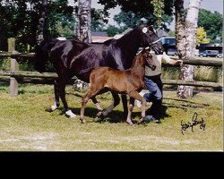 broodmare Aspasia (Hanoverian, 1985, from Ansas)