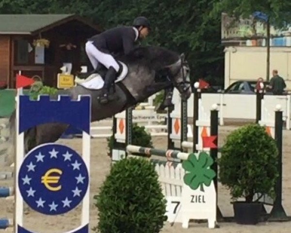 broodmare Eleanor 3 (Holsteiner, 2012, from Connor 48) broodmare Eleanor 3 (Holsteiner, 2012, from Connor 48)