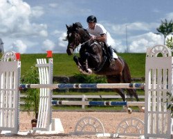 jumper Quintus (German Sport Horse, 2010, from Quidams Quit)