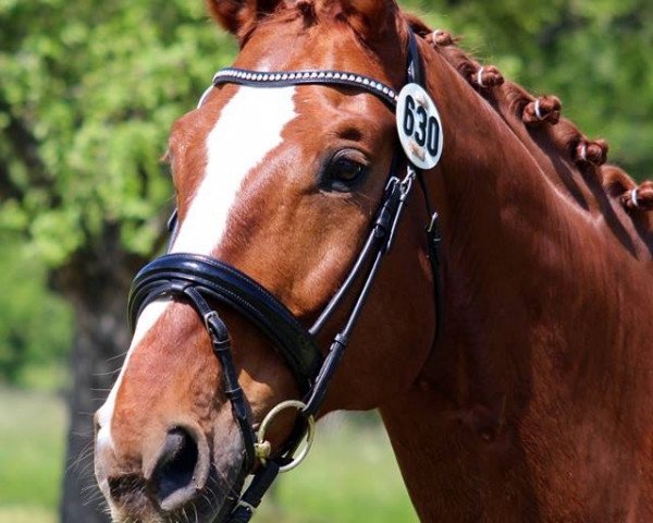 dressage horse Wim von Weil (Hanoverian, 2006, from Weltmeyer)