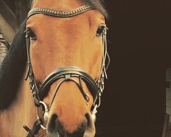 jumper Centero (Oldenburg show jumper, 2010, from Centadel)