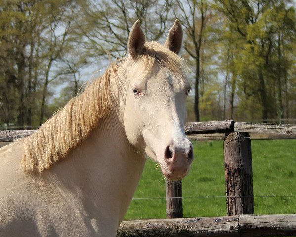 broodmare Cleopatra (German Riding Pony, 2010, from Cassini)