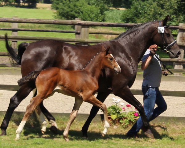 horse Lonkens Astaria (Oldenburg, 2014, from Belissario)