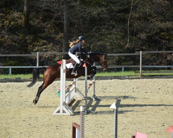 broodmare Tingeling (German Riding Pony, 2005, from Orlando 270)