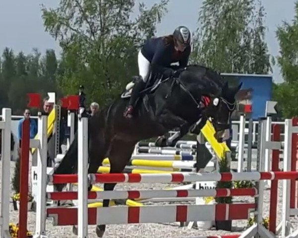 Pferd Roxetta (Württemberger, 2010, von Roxett)