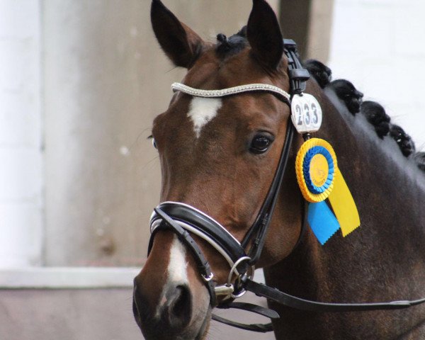 dressage horse Lucy Lou 13 (Rhinelander, 2005, from Leardo)