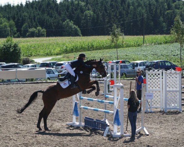 horse Captain Balu (Oldenburg, 2000, from Captain Paul I)