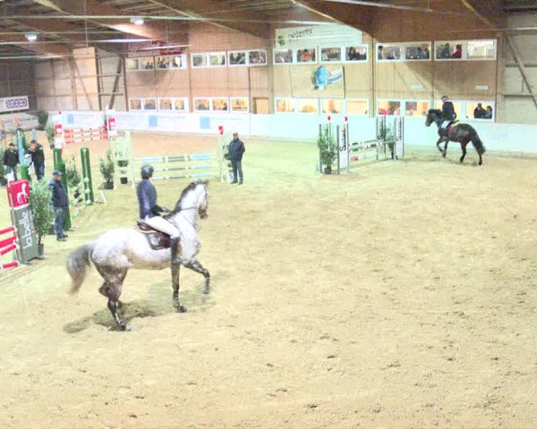 Reitturnier Henau 2019