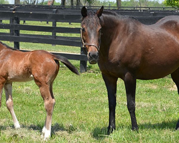 broodmare Lucky Soph xx (Thoroughbred, 1992, from Cozzene xx)