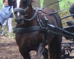 dressage horse Gwastad Meirion (Welsh-Cob (Sek. D), 2001, from Gwastad Mabon Mai)