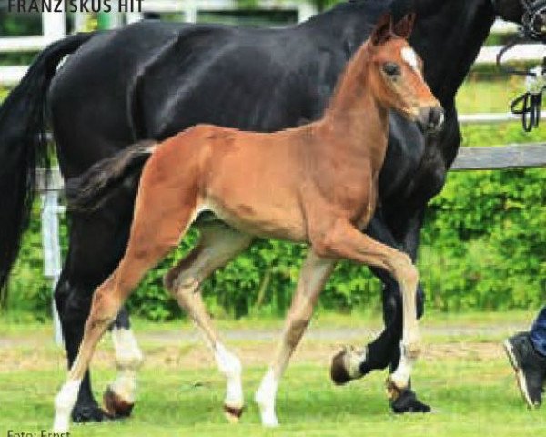 horse Franziskus Hit (Hanoverian, 2015, from Franziskus FRH)