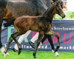 dressage horse Fly Dream (Hanoverian, 2015, from Franziskus FRH)