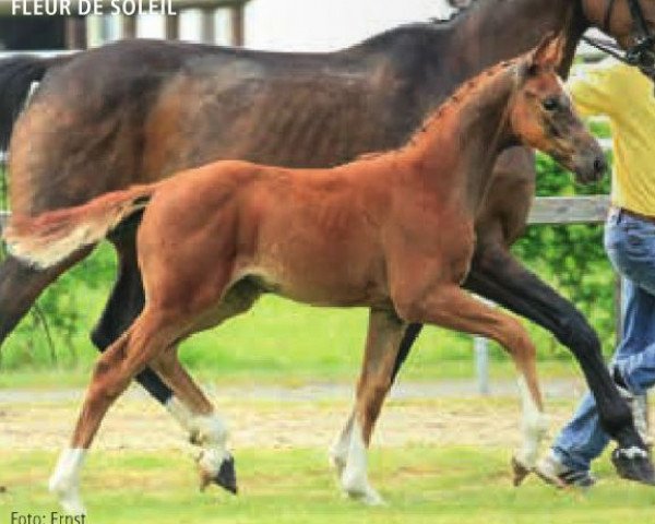 horse Fleur de Soleil (Hanoverian, 2015, from Franziskus FRH)
