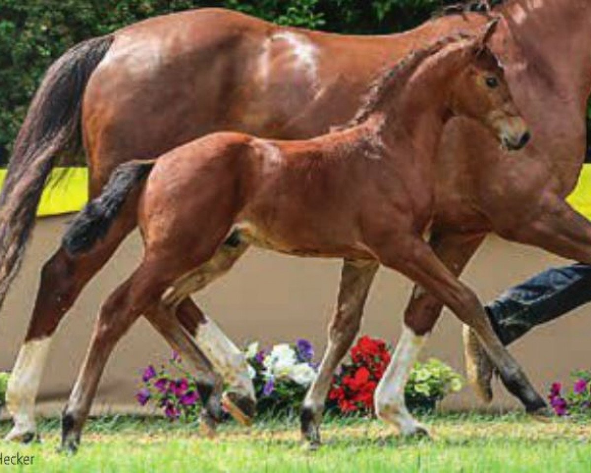 Cavallo Franz (Hannover, 2015, di Franziskus FRH)