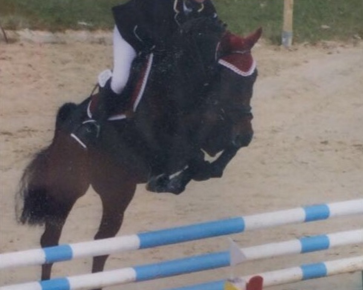 Springpferd Chirollo (Oldenburger Springpferd, 2007, von Cottbus)