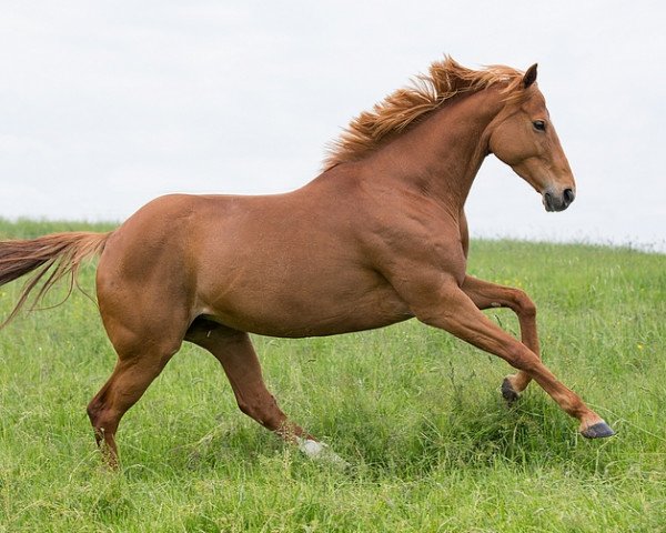 broodmare Levee Memoire xx (Thoroughbred, 2009, from Intendant xx)