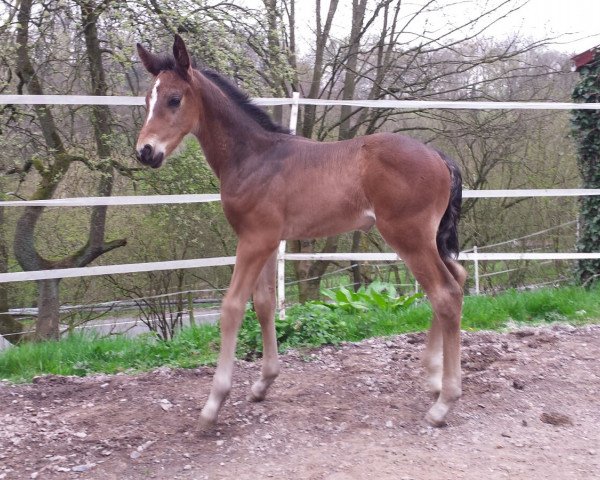 dressage horse Eldaro (Westphalian, 2016, from Ehrenpreis)