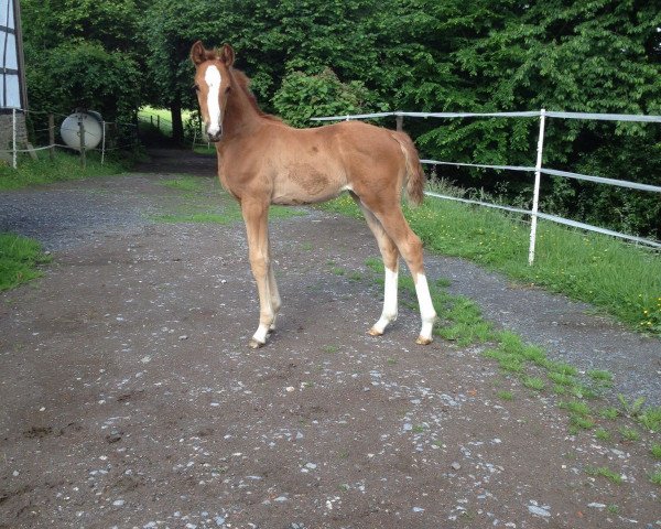 horse Lemony's Princess (Westphalian, 2016, from Lemony's Nicket)