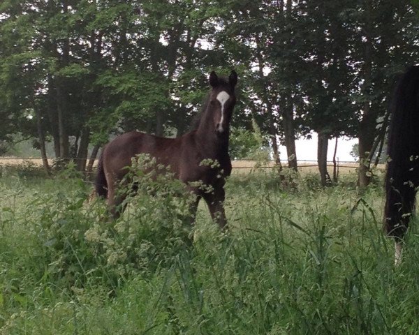 horse Karlchen (Westphalian, 2016, from Scuderia)