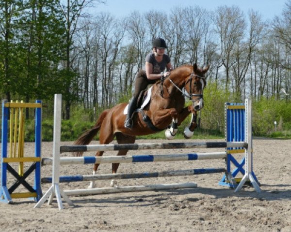 dressage horse Paolo 70 (Trakehner, 2010, from Dramatiker)