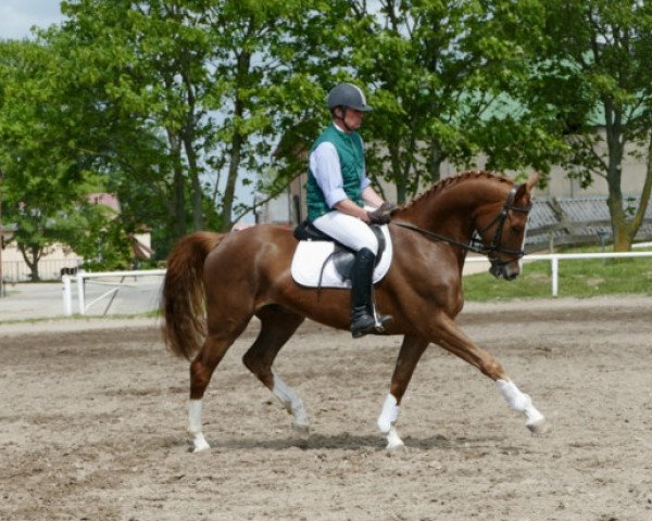 horse Diabolo (Mecklenburg, 2010, from Donautraum 3)