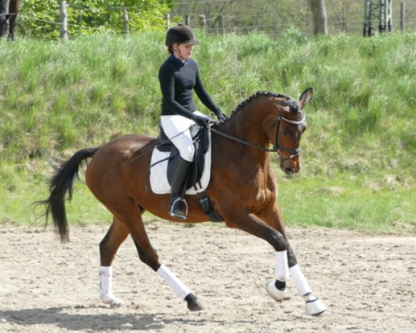 horse Sonnenglanz II (Trakehner, 2011, from Delikat)