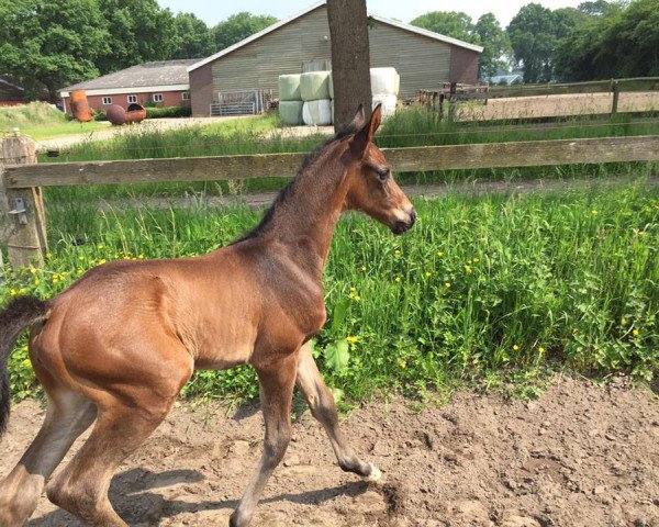 Pferd Lanerma F (KWPN (Niederländisches Warmblut), 2016, von Kannan)