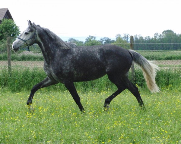 Zuchtstute Lusitano Stute Stierkampflinie 2009 (Lusitano, 2009) Zuchtstute Lusitano Stute Stierkampflinie 2009 (Lusitano, 2009)