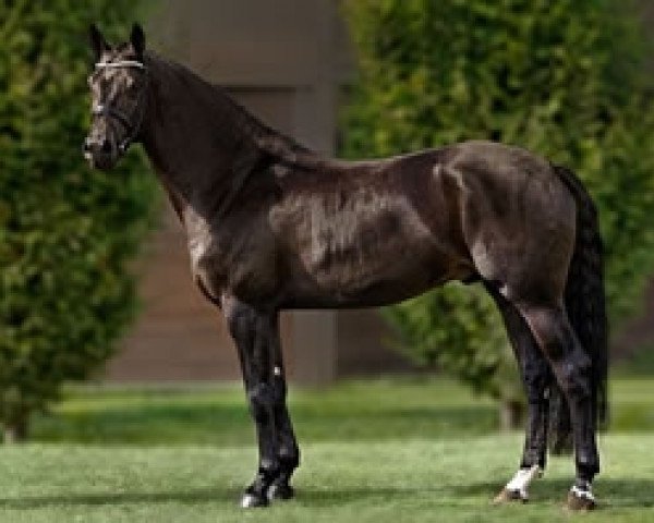 horse Ferragamo APG Stables (Rhinelander, 2005, from Farewell III)